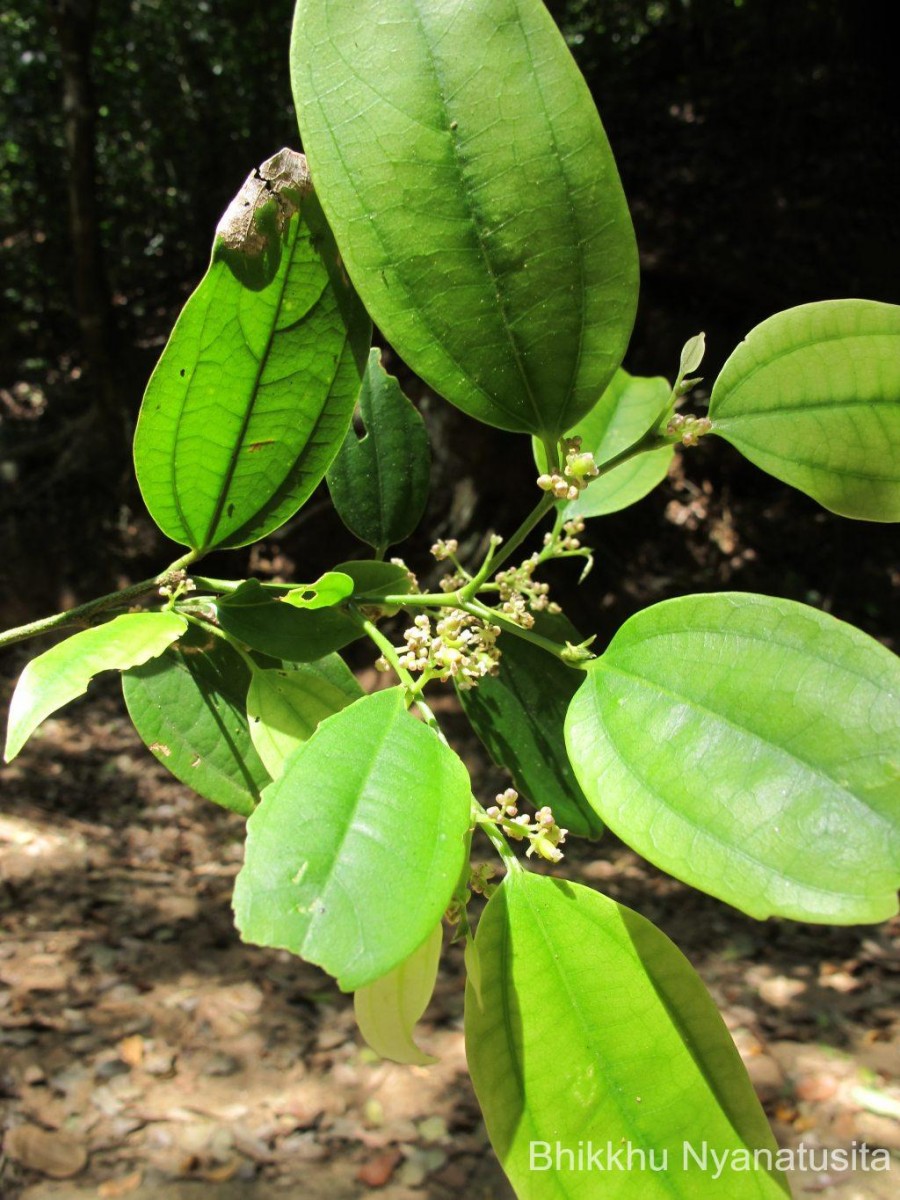 Celtis philippensis Blanco